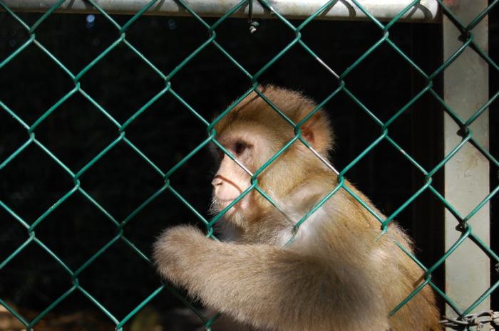 DSC_0194 - zoo amneville