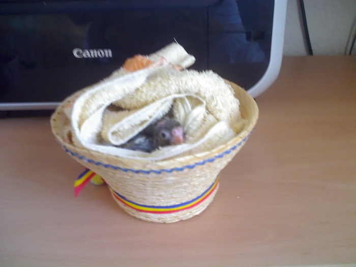 20-04-09_0905 - nimfele mele