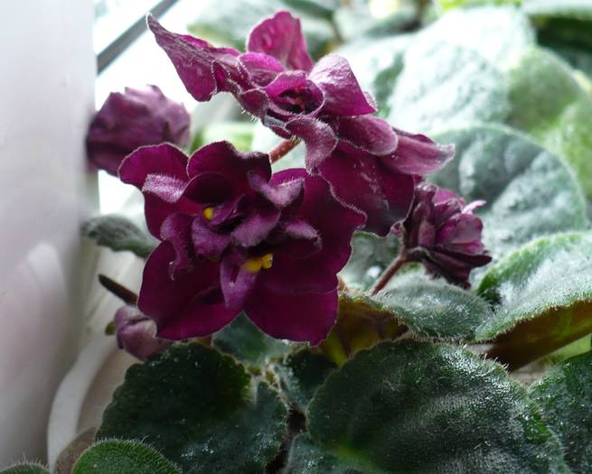 Vampire's Kiss - Saintpaulia - violete de camera