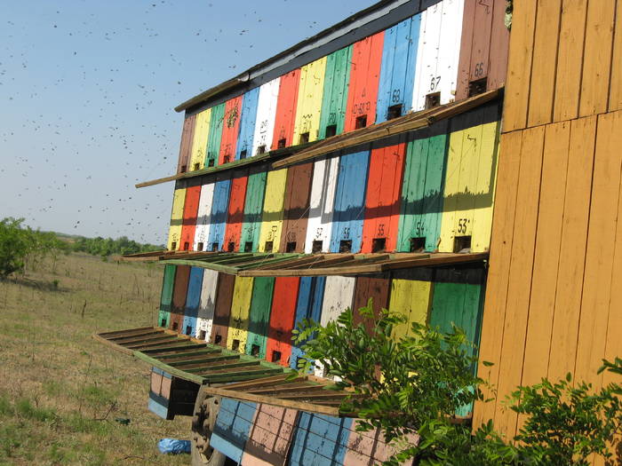 IMG_3442 - salcim I si II 2009