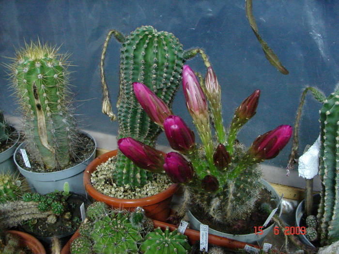 DSC06176