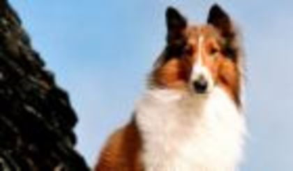 lassie - Lassie