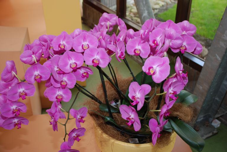 Afbeelding 642 - Keukenhof 2008