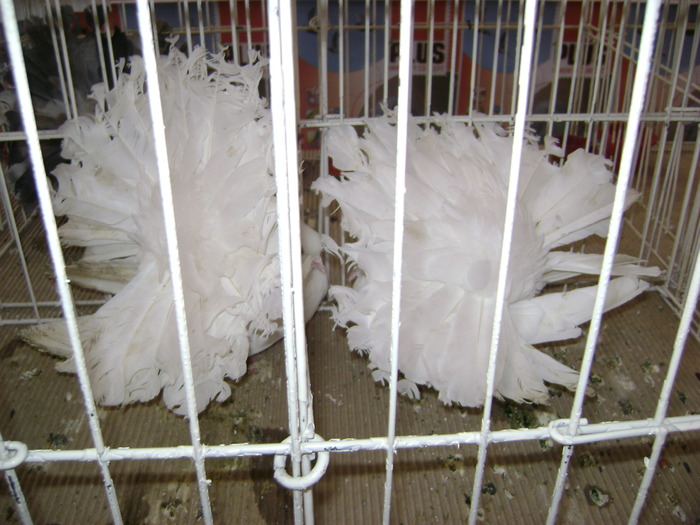 DSC07827 - Expozitie BIstrita 20 12 2009