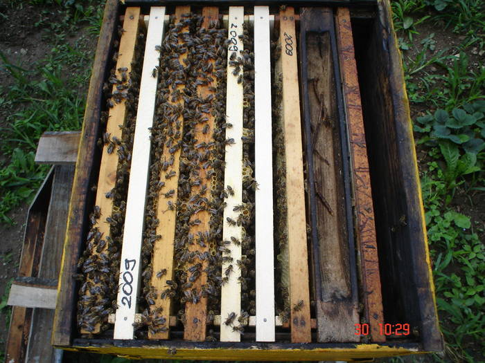 DSC05970 - ALBINUTZELE MELE