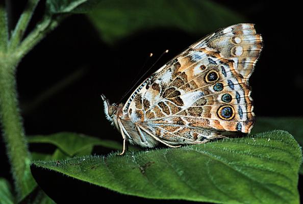 PaintedLady - Am si Fluturasi