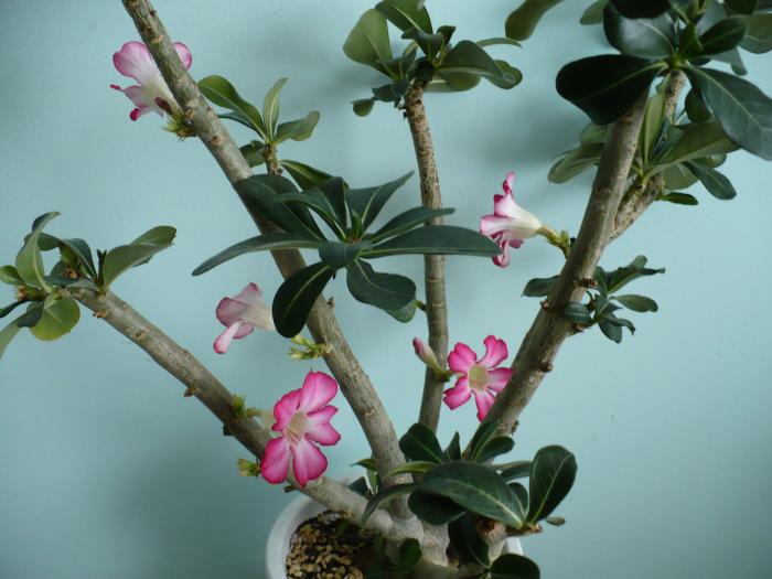 P1080754 - ADENIUM OBESUM