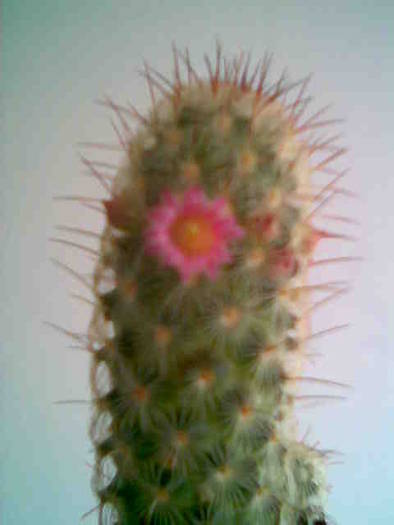 Imag013 - Cactusi 2008