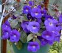 achimenes