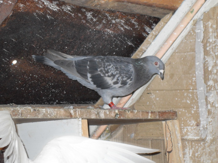 SDC11067 - porumbei voiajori