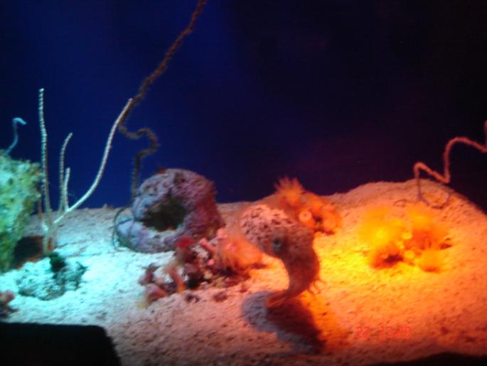 598 Israel - Eilat - The Observatory Marine Park - 2008 ISRAEL NOIEMBRIE