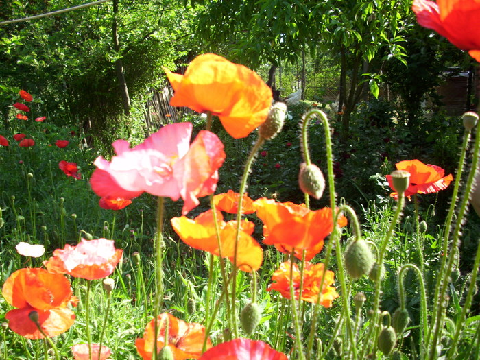 DSCI0388 - flori din gradina mea