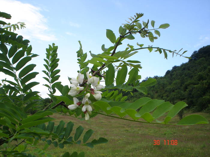 DSC05988 - ALBINUTZELE MELE