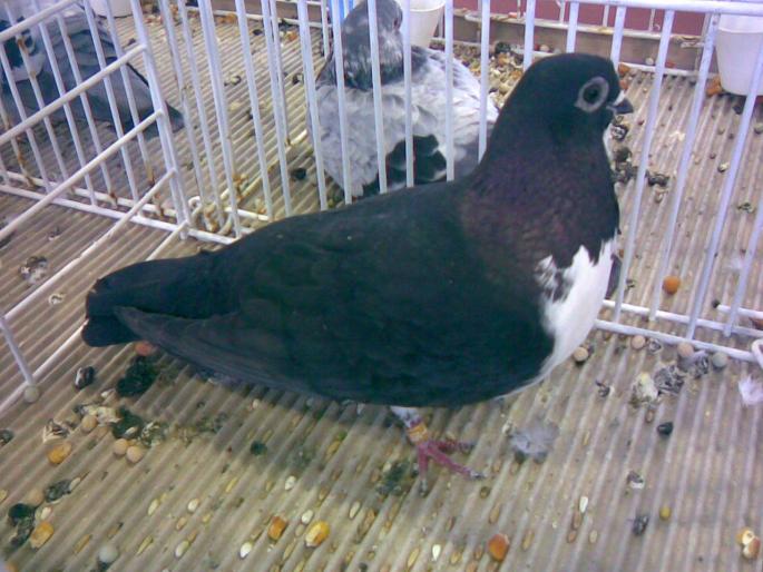 chibit n 2 - 1503 partea 1