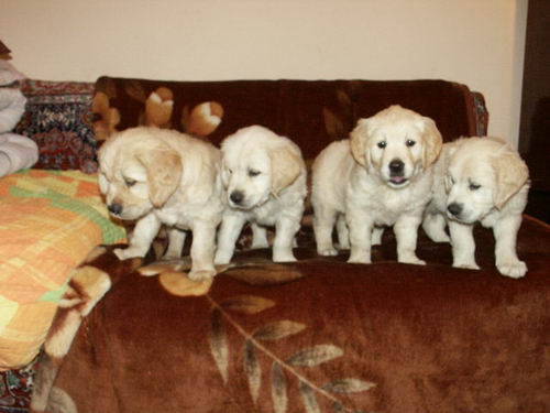 Golden Retriever; catei 7 sapt
