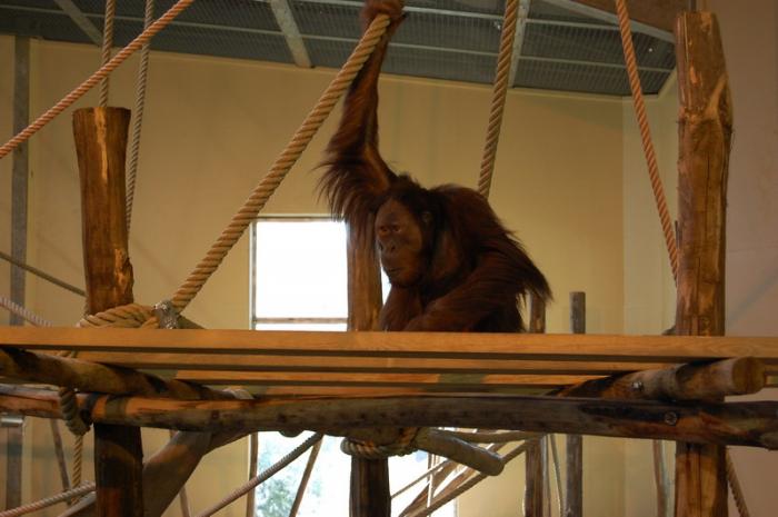 DSC_0152 - zoo amneville