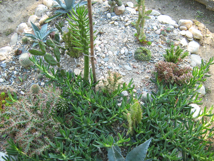 IMG_1394 - Cactusi la mosie 1 octombrie 2009