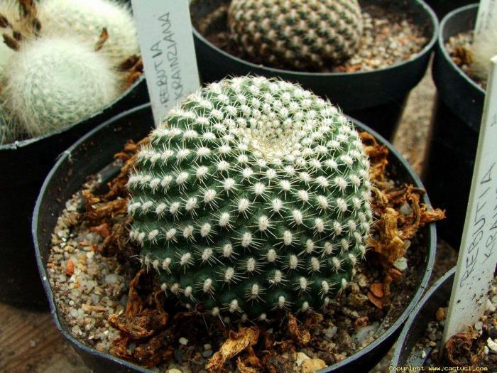 rebutia_krainziana1