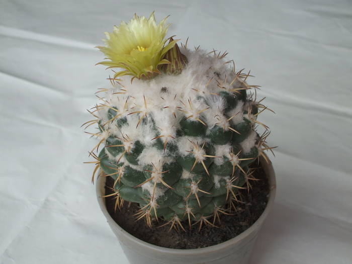 Coriphantha andreae - colectia mea de cactusi