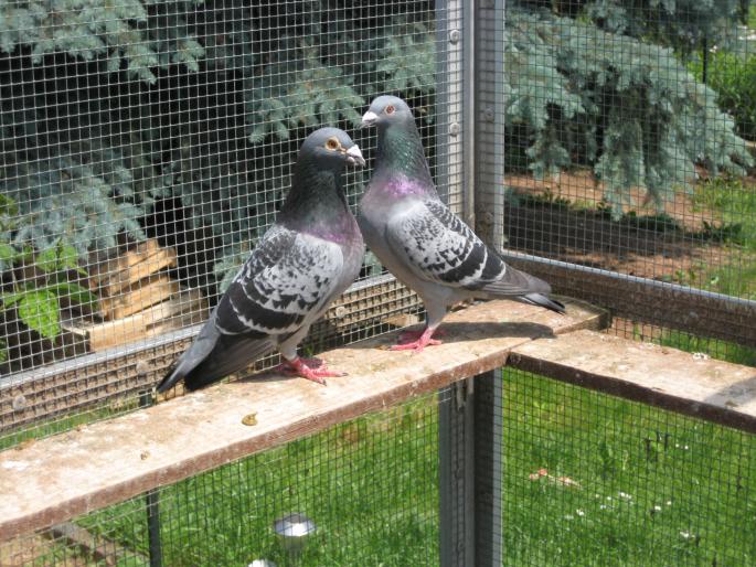 Perechea 16.Janssen - CRESCATORIA MEA