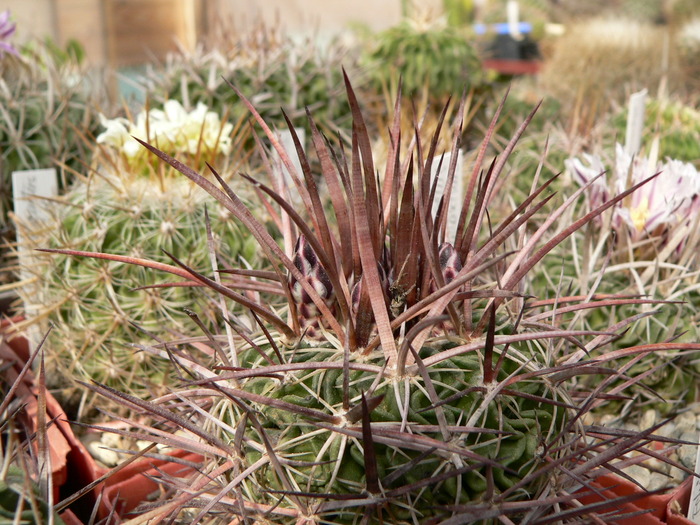 echinofossulocactus_tetraxiphus - genul Echinofossulocactus - Stenocactus