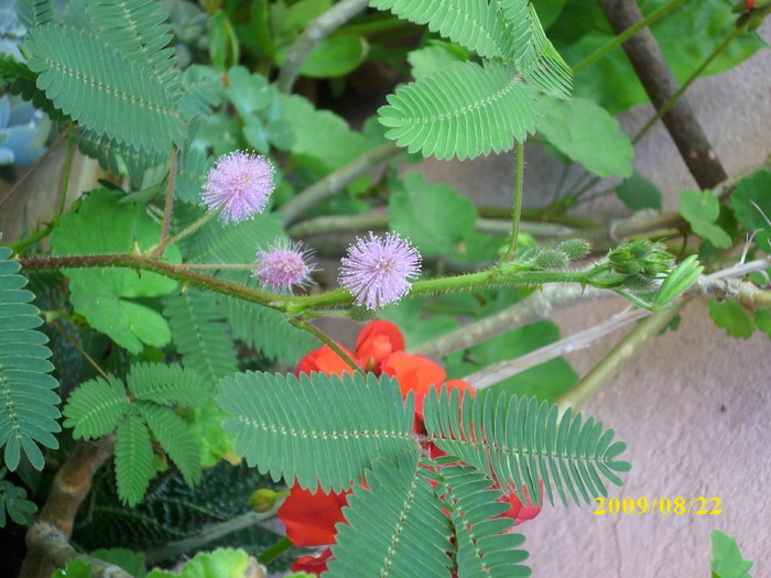 DSCI0142 - mimosa pudica