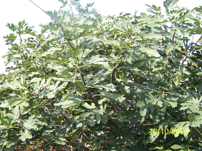 100_2973 - Toamna in curte  Timisoara