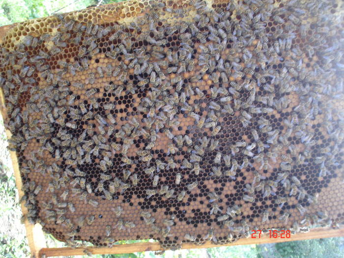 DSC05918 - albine alte noutati