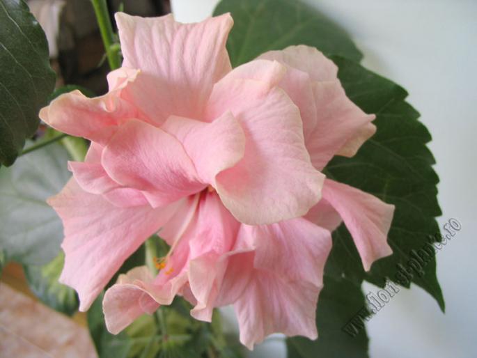 Hibiscus roz pal 3
