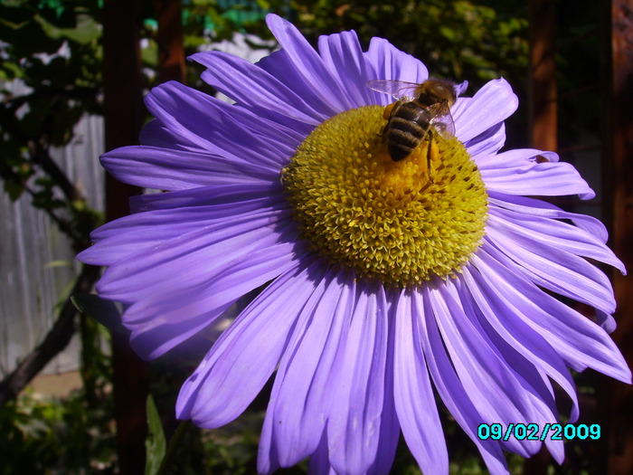 IMG_8586 - insecte si flori