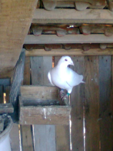 Imagine0215; championu
