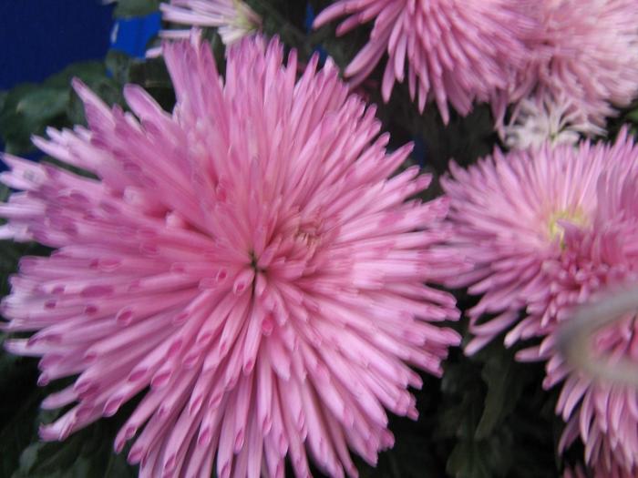 picture 503 - crizanteme  2008