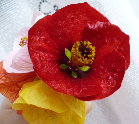 P1120801 - ABUTILONI