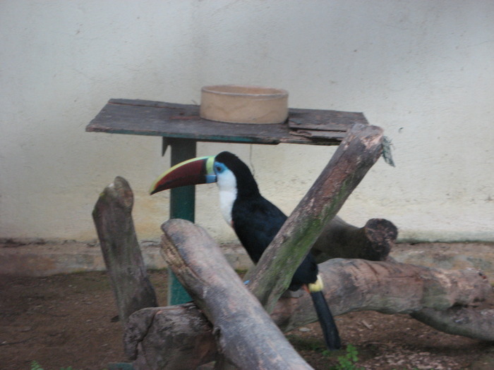 Tucan - 2_1 - Kuala Lumpur Bird Park