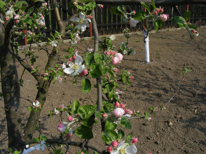 2009_04120078 - Aprilie 2009