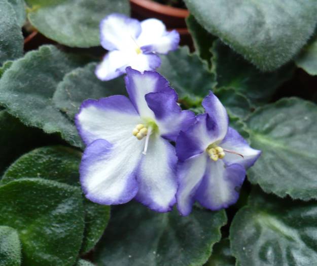 P1140363 - Saintpaulia - violete de camera