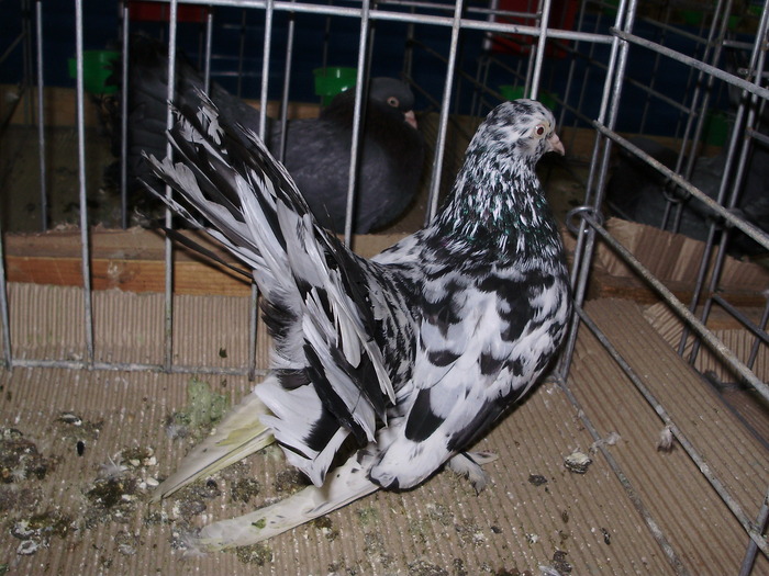 10954 rd 1 - 1507 partea 6a