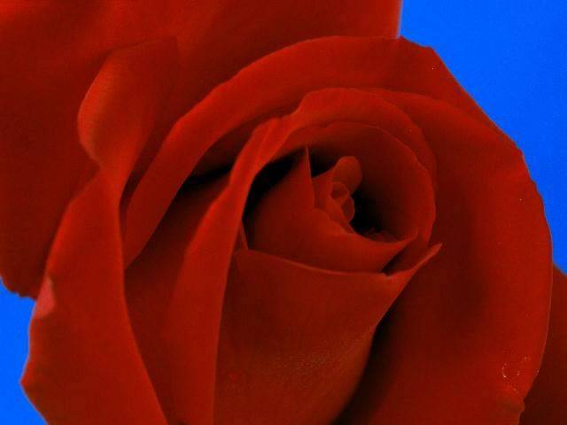 rose017