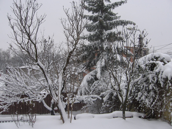 iarna 2009 - gradina cenusaresei