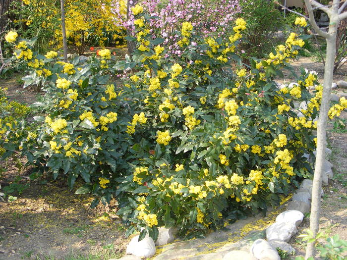 Mahonia - flori si animale 2009
