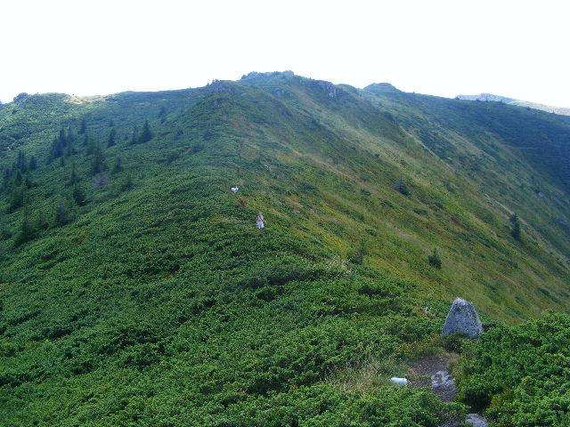 DSCF4414 - 2 august 2009 Traseu Suior Secatura Creasta Cocosului Gutaiul Doamnei  Vf Gutai