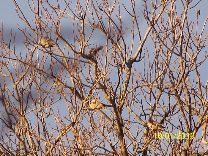 100_9027 - Cer Flori Pasari