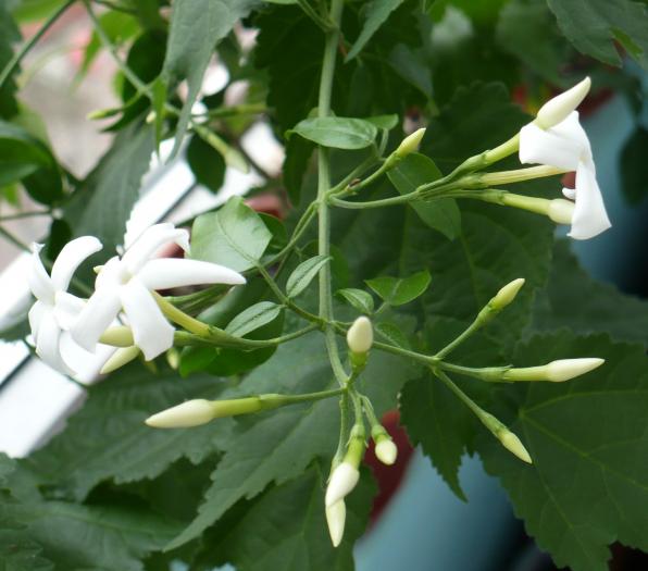 P1080538 - Iasomie de camera - Jasminum