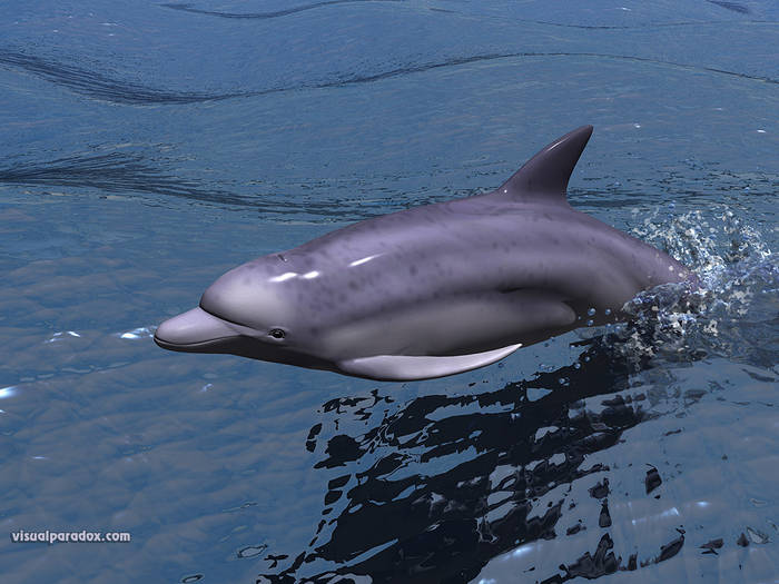 3d-dolphin-wallpaper - diferite imagini