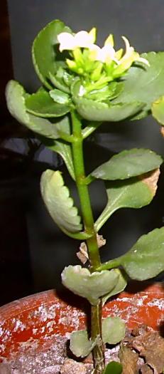 Kalanchoe blossfeldiana - Suculente
