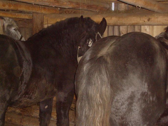 Negru si Radu - CAI RASA PERCHERON