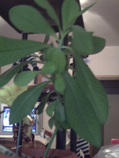 arbore de cauciuc - plante-2009