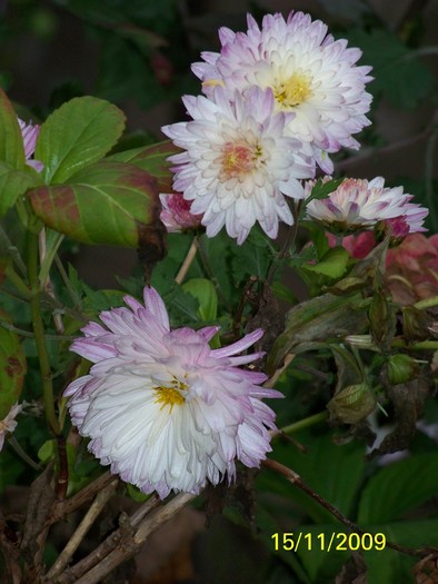 100_4510 - Toamna in curte  Timisoara