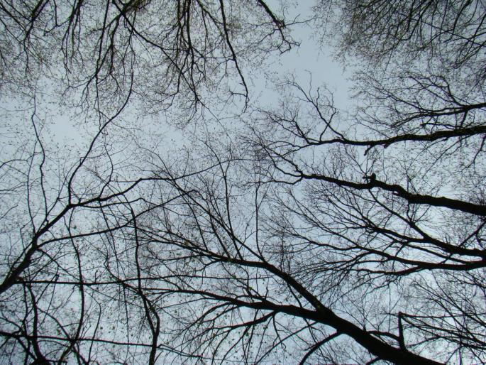 DSC02715 - 2008-03-22 - La padure-Baneasa