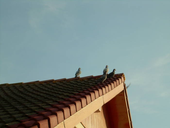 15.03.2009 026; la soare
